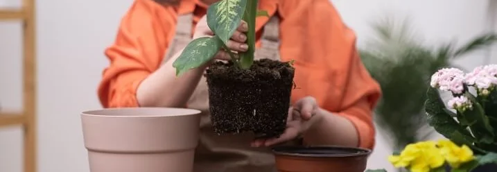 Person topft Pflanze um